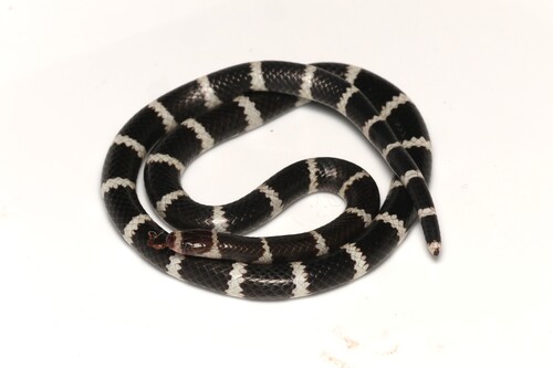 Eastern Bandy Bandy sighting