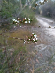 Harmogia densifolia