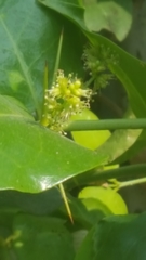 Azima sarmentosa