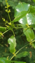 Azima sarmentosa