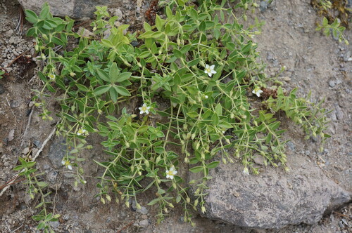 Arenaria merckioides iNat (1)