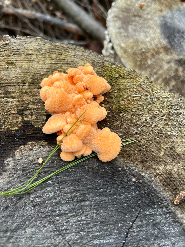 Phyllotopsis nidulans · November 2025 · photo: © nicocarl (iNaturalist, cc-by)