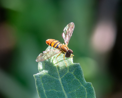 Unknown species found near Lady Bird Johnson Wildflower Center