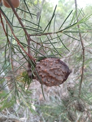 Hakea propinqua