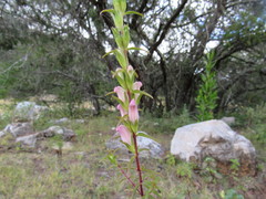 Lamourouxia dasyantha