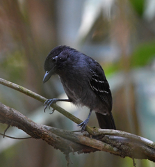 Thamnophilus nigrocinereus