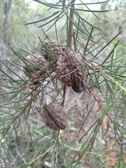 Hakea propinqua