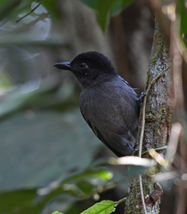 Thamnophilus nigrocinereus
