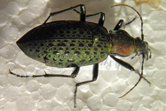 Carabus smaragdinus