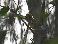 Sakesphorus canadensis