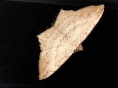 Psamatodes pernicata