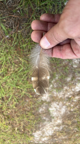 View observation of {o.common_name} on iNaturalist