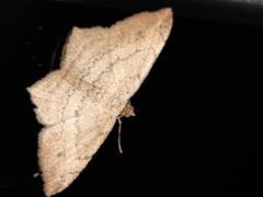 Psamatodes pernicata