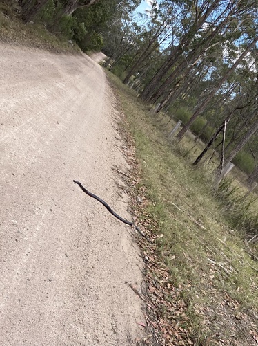 Red-bellied Black Snake sighting
