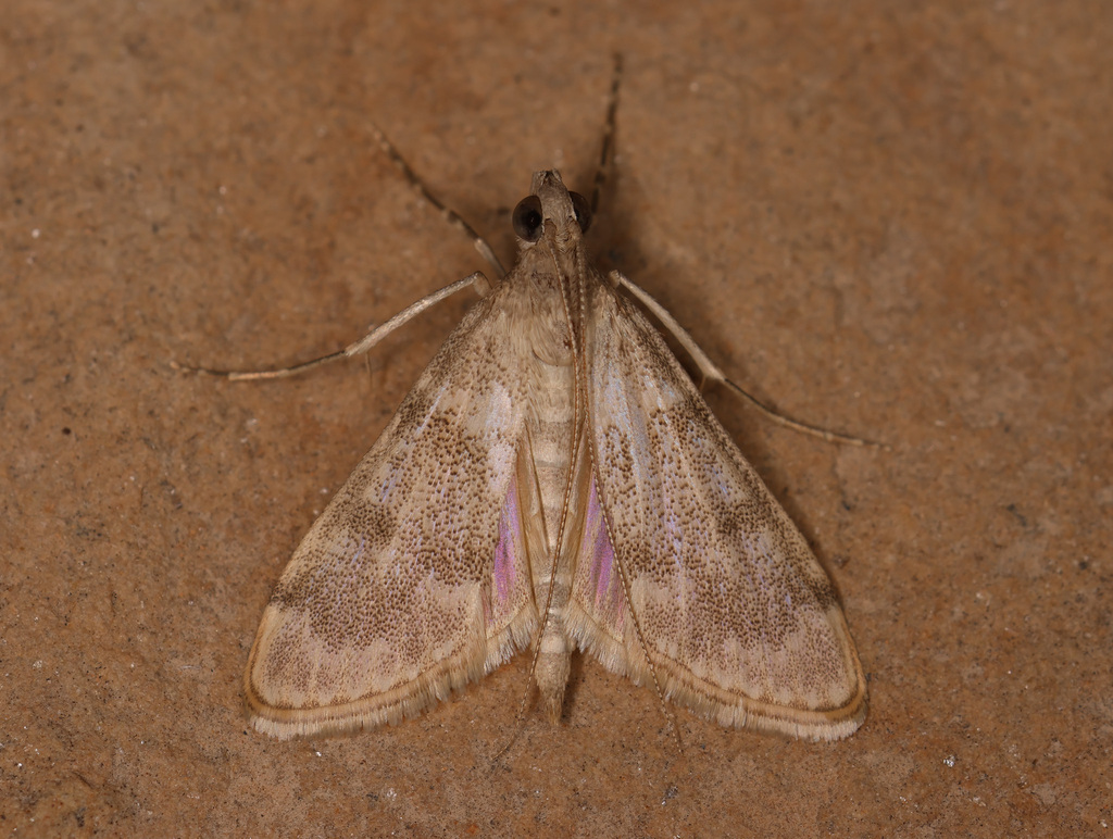 Paschiodes postmediofusalis