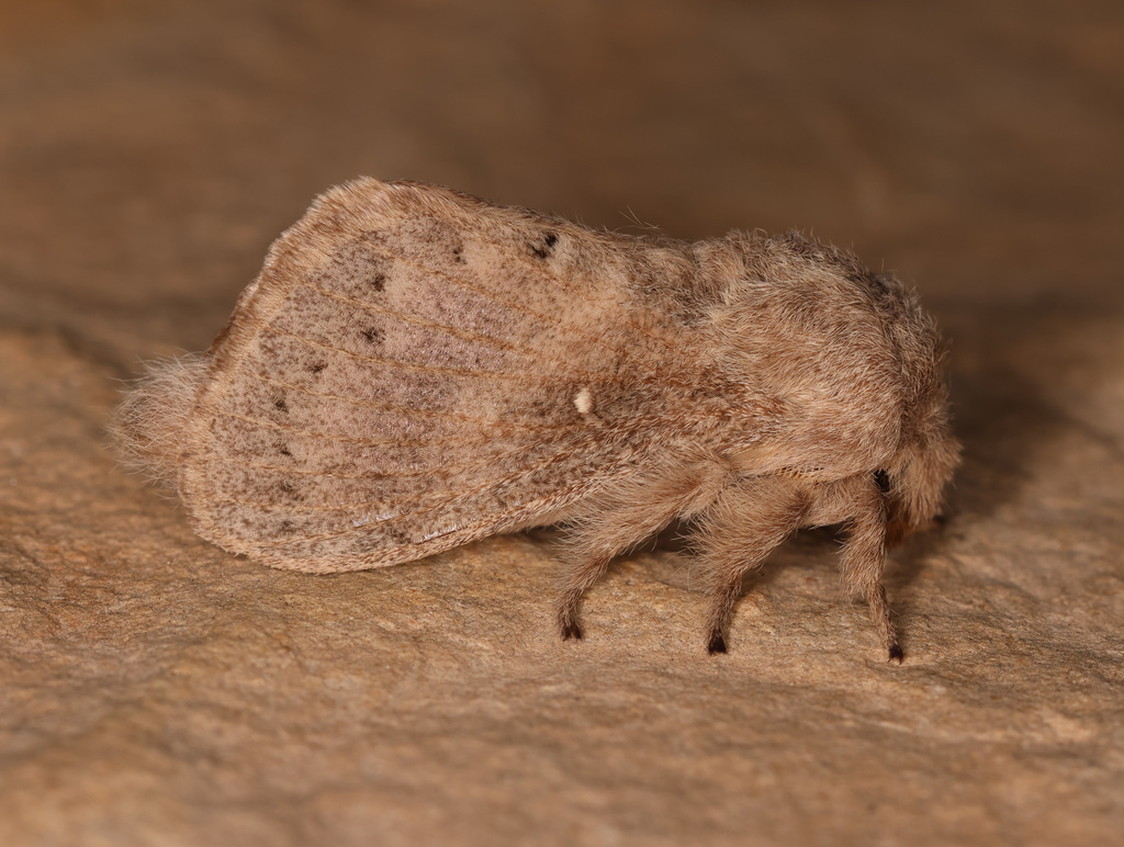 Bombycopsis larseni