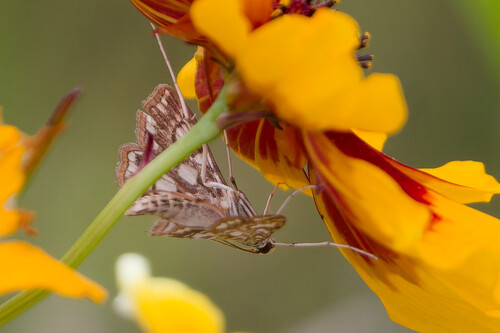 Brown China-mark, Koekange, Netherlands, photo 8 of 10