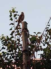 Accipiter badius