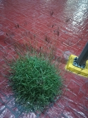 Dichanthium annulatum