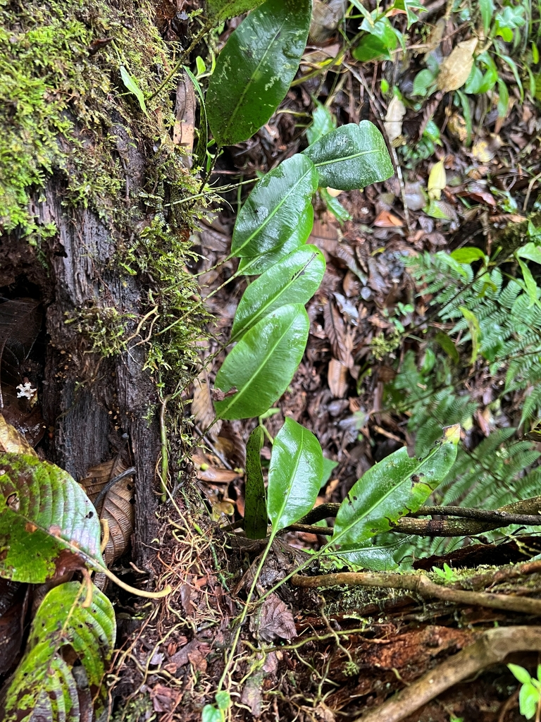 Elaphoglossum lloense