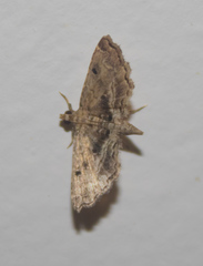 Sufetula