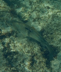 Notolabrus celidotus