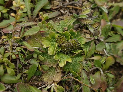 Ranunculus recens, photograph 5