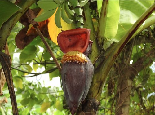 Plantain