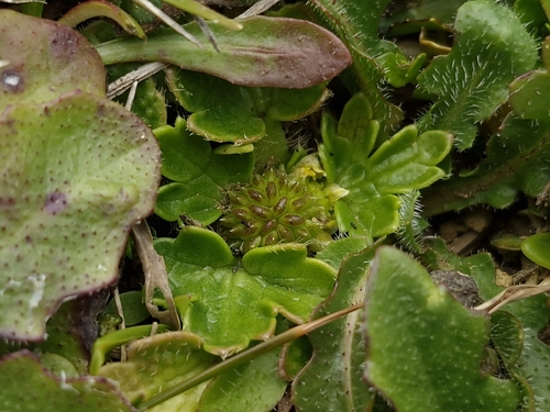 Ranunculus recens, photograph 6