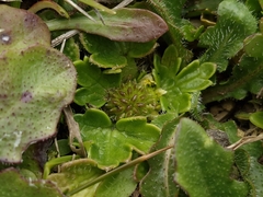 Ranunculus recens, photograph author not stated, no rights reserved