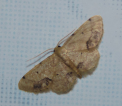 Idaea chotaria