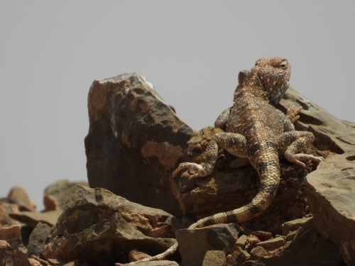 Moroccan Plain Agama