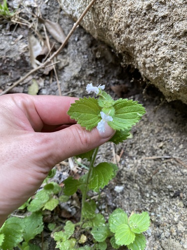 White Forest Lionface (Nemesia silvatica)