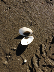 Macoma