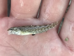 Etheostoma lepidum