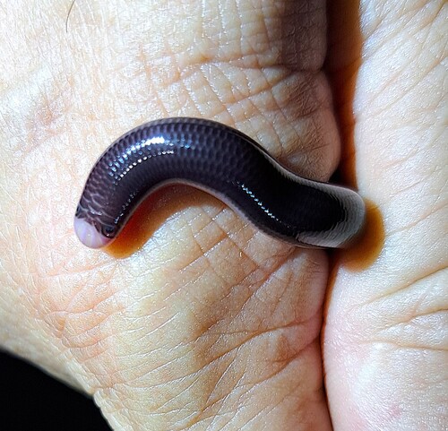Reticulate Worm Snake
