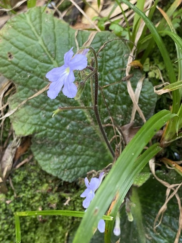 Streptocarpus polyanthus, photograph 2