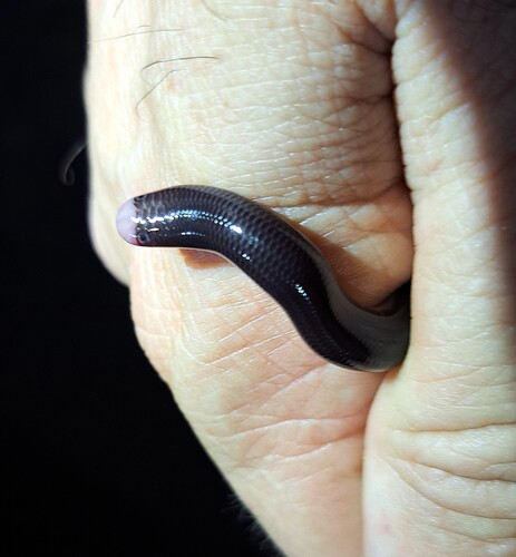 Reticulate Worm Snake