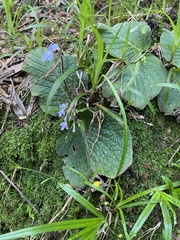Streptocarpus polyanthus, photograph (c) Sunčana Bradley, some rights reserved (CC BY)