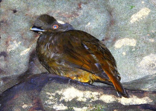 Guianan Cock-of-the-rock (Rupicola rupicola), photo 8