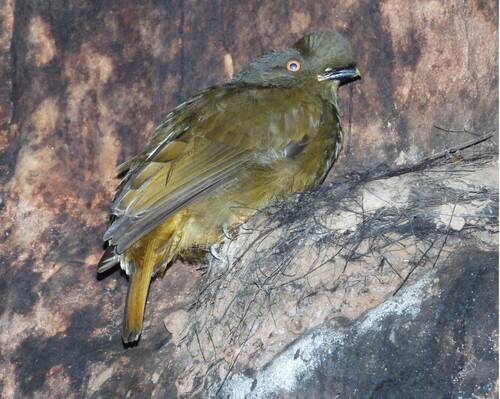 Guianan Cock-of-the-rock (Rupicola rupicola), photo 7