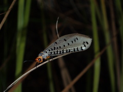 Myrmeleon erythrocephalus