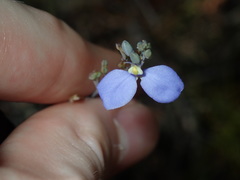 Comesperma defoliatum
