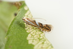 Phyllonorycter propinquinella