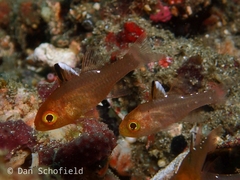 Ostorhinchus hoevenii