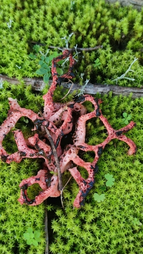 red-cage fungus