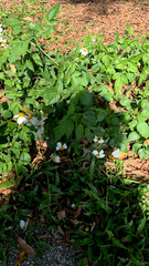 Bidens alba