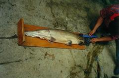 Atractosteus tropicus