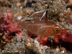 Ostorhinchus hoevenii