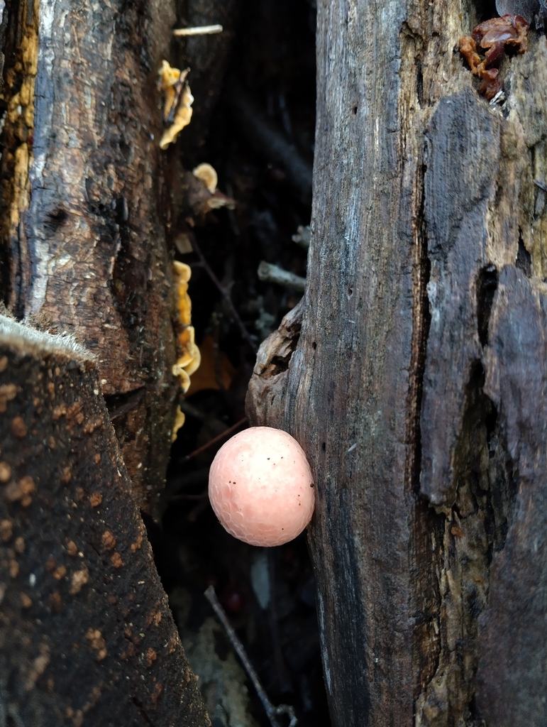 Rhodotus palmatus · November 2025 · photo: © ingridathomew5 (iNaturalist, cc0)